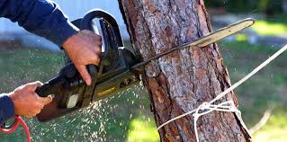 Tree and Shrub Care in Millbrook, AL